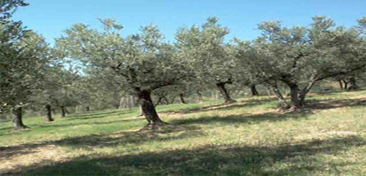 oliveto di media età